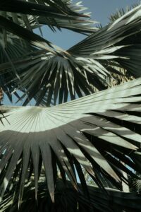 Bismarck Palm