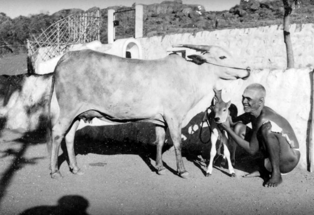 Bhagavan Ramana and Cow Lakshmi