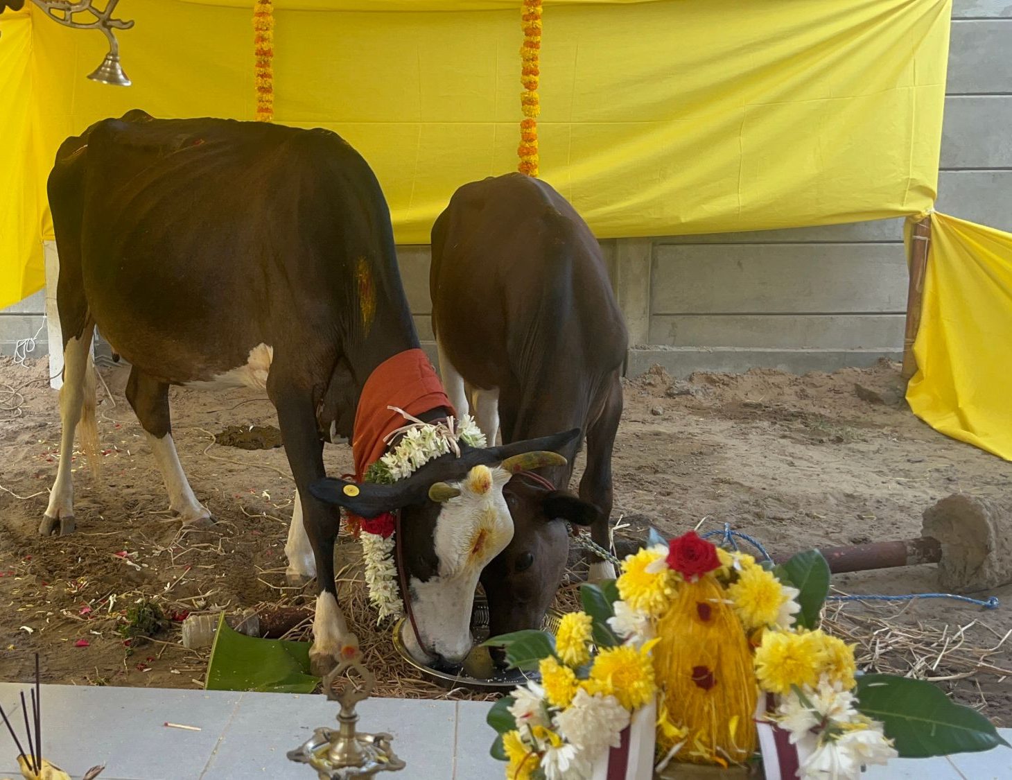 Moderated Livestream – Gomatha Puja